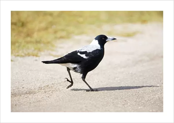 Australian Magpie A female of the white-backed race at Walkerville North Camping Ground, southern Victoria, Australia