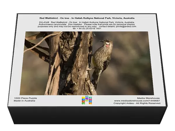 Red Wattlebird - On tree - In Hattah Kulkyne National Park, Victoria, Australia