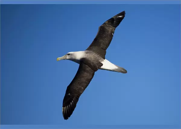 Shy Albatross in flight At sea off Eden, New South Wales, Australia