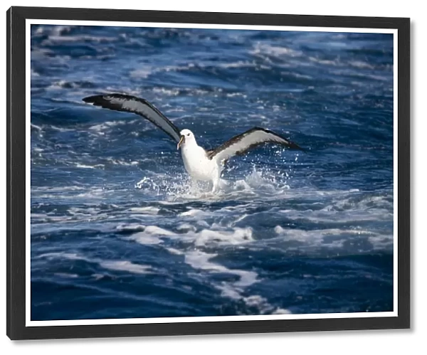 Indian Yellow-nosed Albatross landing At sea off Eden, New South Wales, Australia