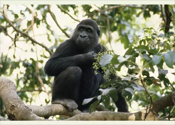 Lowland Gorilla - feeding Gambia, Western Africa