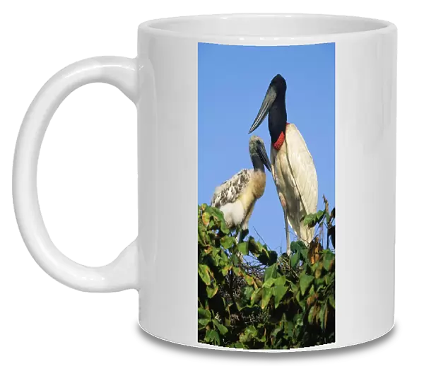 Jabiru Stork - on nest. Tropical America
