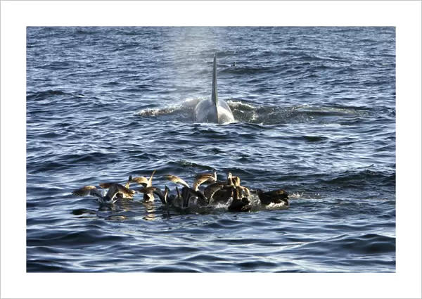 Killer whales  /  Orcas - A pod of Transient type killer whales attacked & killed a Grey whale calf. Whilst the Killer whales feed on the carcass below the surface Black-footed albatrosses