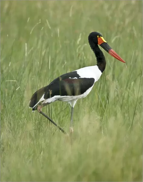 Saddlebilled Stork - With foot raised walking - Okavango Delta - Botswana