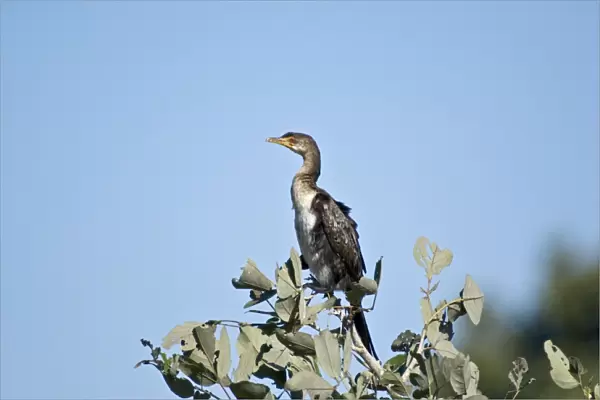 Reed Cormorant - Perched on top of tree looking right - Okavango - Botswana