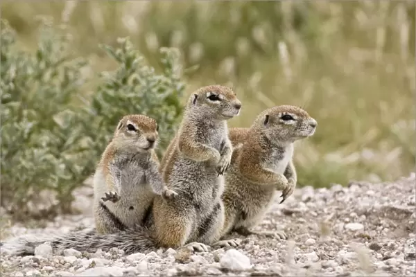 South African Ground Squirrel - close up group of three standing on look out - Kalahari - Botswana