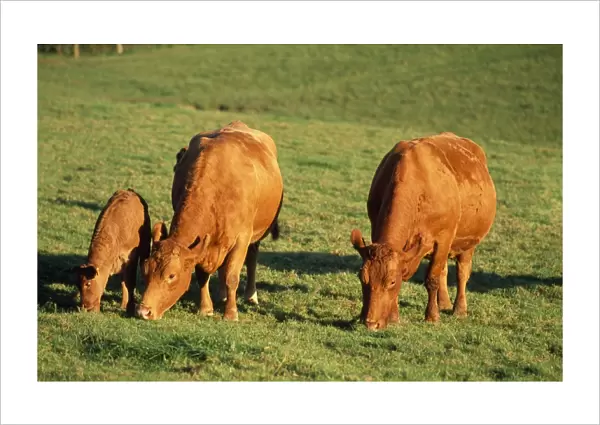 South Devon Cattle - grazing