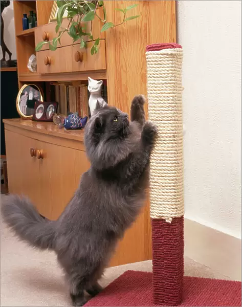 Persian Cat - on scratching post