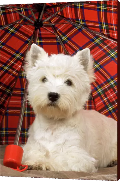 West Highland White Terrier Dog - under tartan umbrella