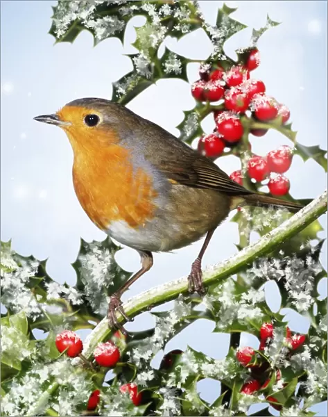Robin - on holly in winter