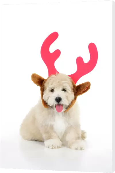 Dog. Teddy dog wearing christmas antlers
