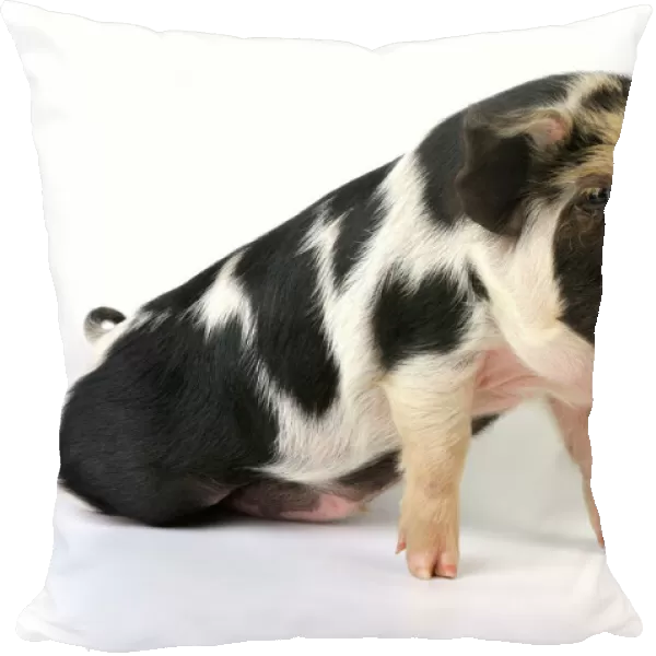 Pig - 2 week old Kune Kune piglet