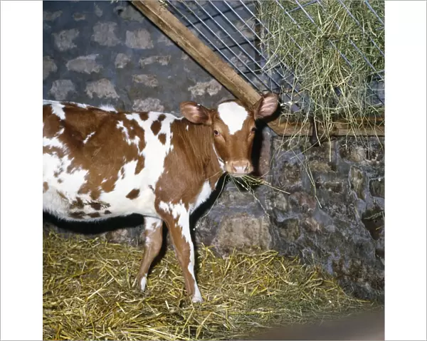 Friesian  /  Ayrshire Cattle - calves