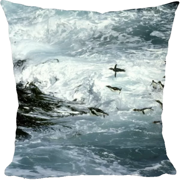 Rockhopper Penguins - surfing into shore, New Island, Falkland Islands, South Atlantic, Islands in the southern oceans JPF31282