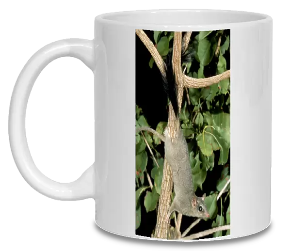 Brush-tailed Phascogale (Tuan) - Female climbing tree, Northern Australia, northern Australia IUCN Red list 2000: LR JPF28979