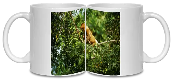 Proboscis Monkey (Nasalis larvatus) female & infant in tree, Kinabatangan River, Sabah, Borneo, Malaysia JPF30260