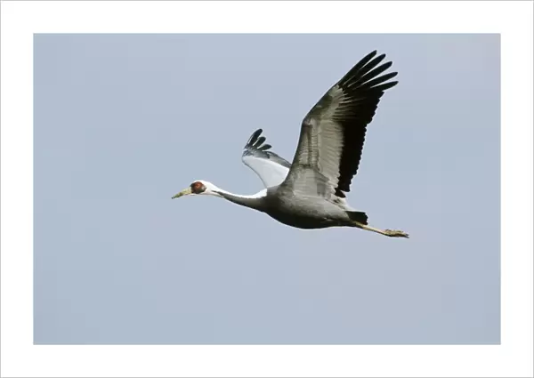 White-naped Crane - In flight - Arasaki swamps - Kagoshima Prefecture - Kyushu - Japan - central Asia to Japan JPF39808