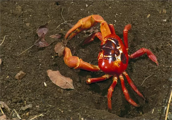 Red Crab (a land crab) - male digging burrow (mating place) - Christmas Island - Indian Ocean (Australian Territory) JPF35510