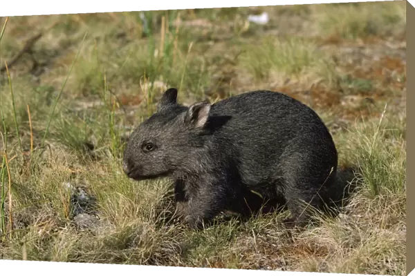 Common Wombat - about three months old, Kosciuszko National Park, New South Wales, Australia, Patchy distribution in south-eastern mainland Australia and widespread in Tasmania JPF01852