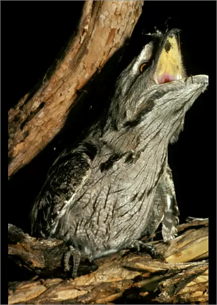 Tawny Frogmouth - Swallowing prey (mouse), Tidbinbilla Nature Reserve, Australian Capital Territory, Australia JPF06087