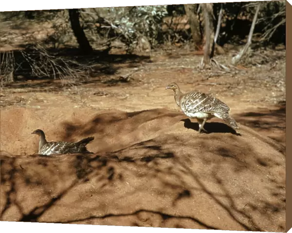 Malleefowl - Male and female on mound, - South western and southern Australia JPF05455