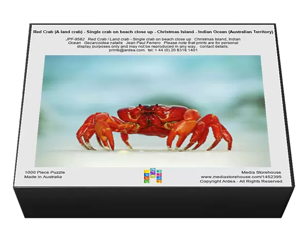 Red Crab (A land crab) - Single crab on beach close up - Christmas Island - Indian Ocean (Australian Territory) JPF35007
