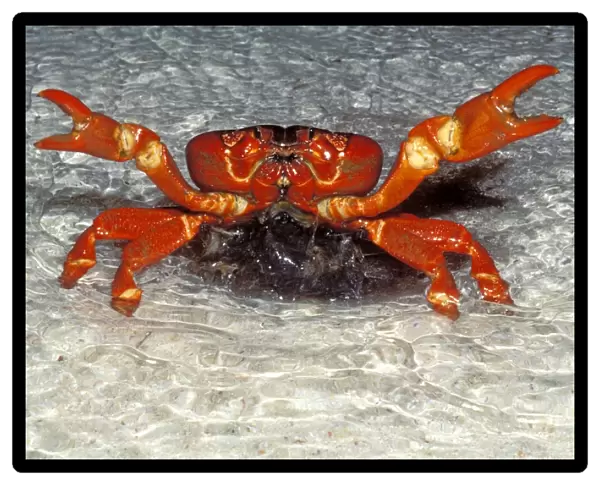 Red Crab (A land crab) - Spawning in the surf at night - December - Christmas Island - Indian Ocean (Australian Territory) JPF34967