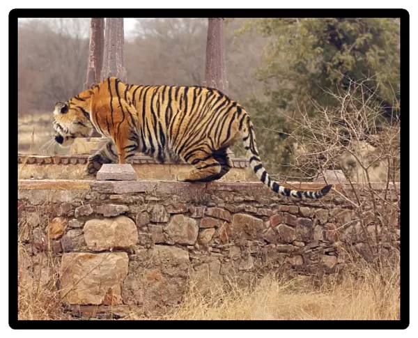 Royal Bengal  /  Indian Tiger climbing on to cenotaph, Ranthambhor National Park, India