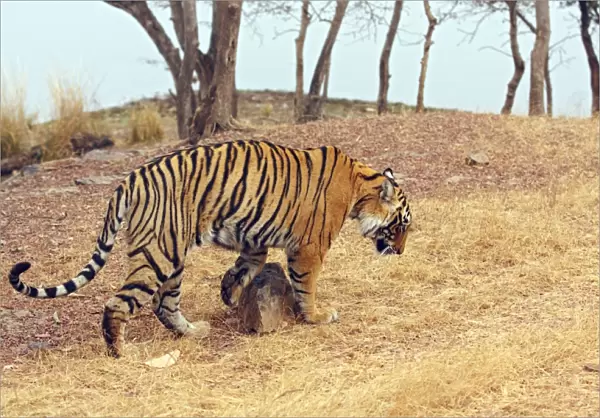 Royal Bengal Tiger rubbing  /  scratching feet against rock, Ranthambhor National Park, India
