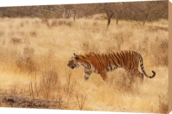Royal Bengal  /  Indian Tiger walking around grassland. Ranthambhor National Park - India