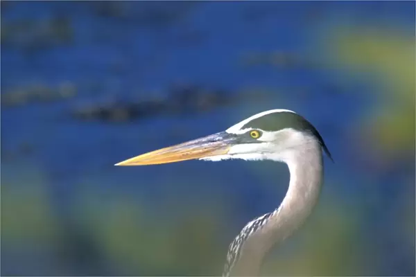 Great Blue Heron - closeup of head through leaves-South Venice, Florida, USA