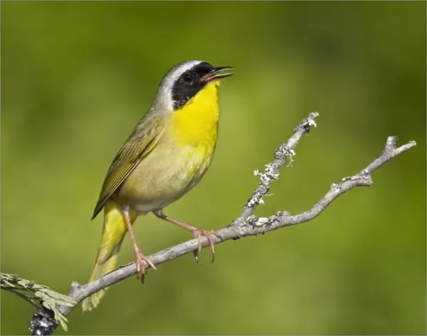 Common Yellowthroat - Male perched on branch singing - Connecticut USA - May