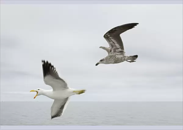 Cape  /  Kelp Gull - Adult and Juvenile in flight over the ocean Namibian Coast- Namibia- Africa