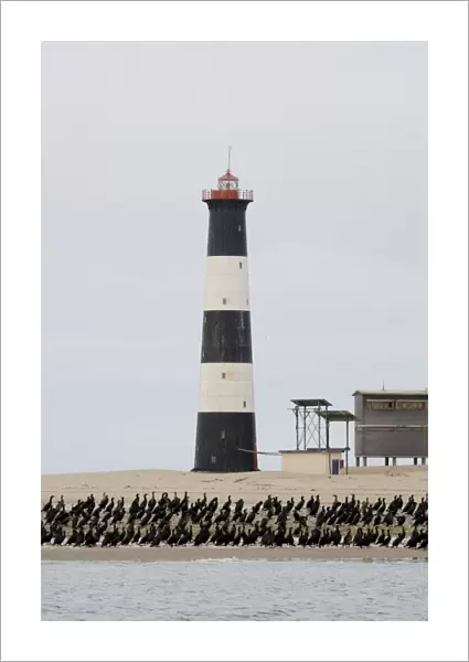 Cormorants - Sitting at the foot of a lighthouse Walvis Bay- Namibia- Africa