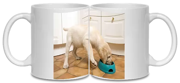 Dog - Labrador puppy eating