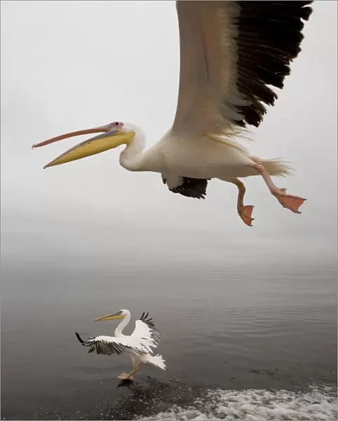 White Pelicans - in flight. Namibia - Africa