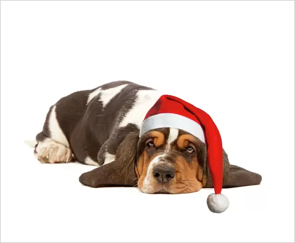 Dog - Basset Hound - lying in studio wearing Christmas hat Digital Manipulation: Christmas hat (SU)