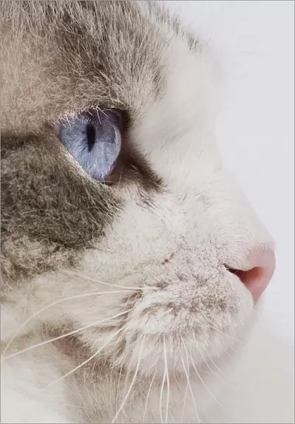 Cat - close-up of face & eye
