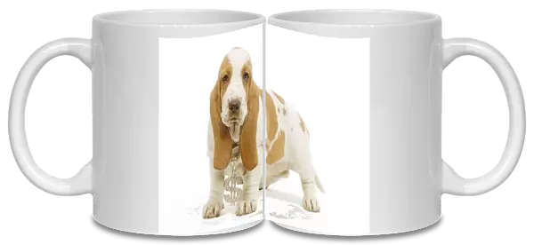 Dog - Basset Hound standing in studio wearing dollar sign necklace