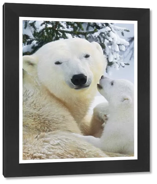 Polar Bear - parent with cub Digital Manipulation: removed one cub