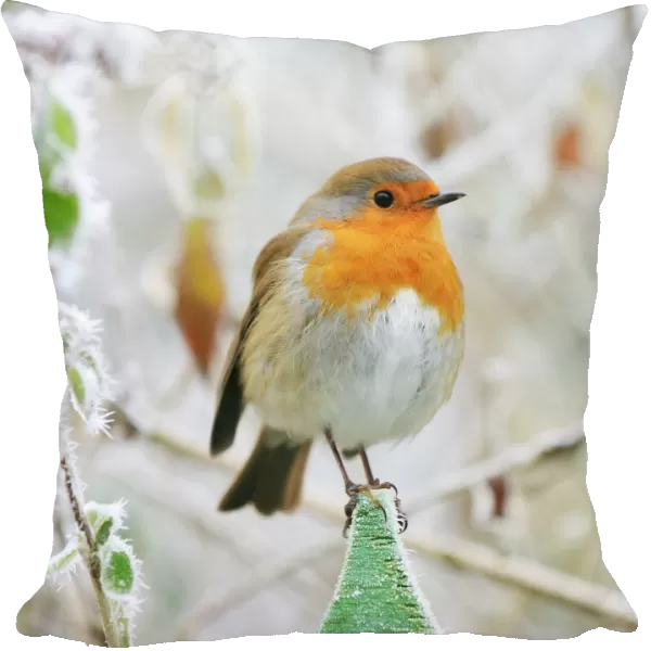 Bird - Robin in frosty setting