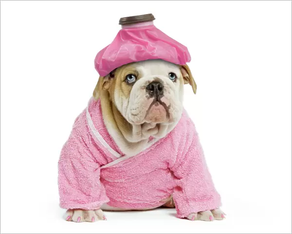 Dog - English Bulldog - puppy dressed up in pink dressing gown with ice pack  /  cold compress & painted nails. Digital Manipulation: Ice pack (LA), one eye to blue, pink nails, extended dressing gown to cover tummy