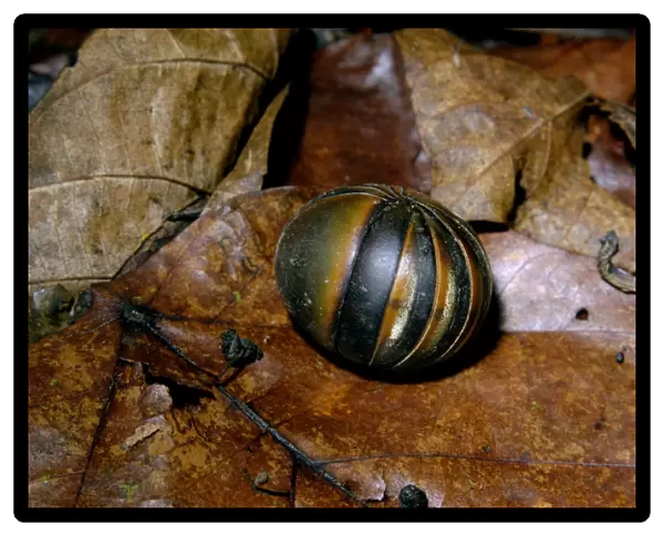 Giant Pill Millipede rolls in a ball in danger;typical on lowland rainforest floor in Kinabatangan river floodplain; Sabah, Borneo, Malaysia; June. Ma39. 3158