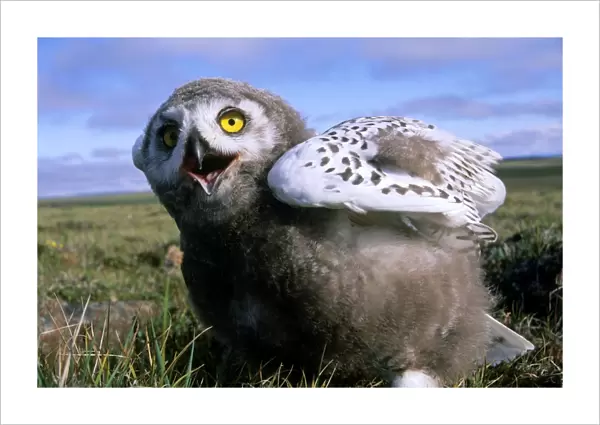 Snowy Owl - juvenile (a fledgling), threatens a visitor by opening & clicking its beak - adults are watching from a distance. A typical species in tundra near Dikson, Russian Arctic. Summer, August. Di32. 1056