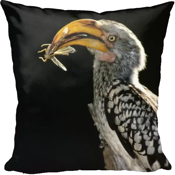 Yellow-billed Hornbill ASW 153 Close-up, with insect prey in beak - Africa Lophoceros flavirostris © A. Weaving  /  ARDEA LONDON