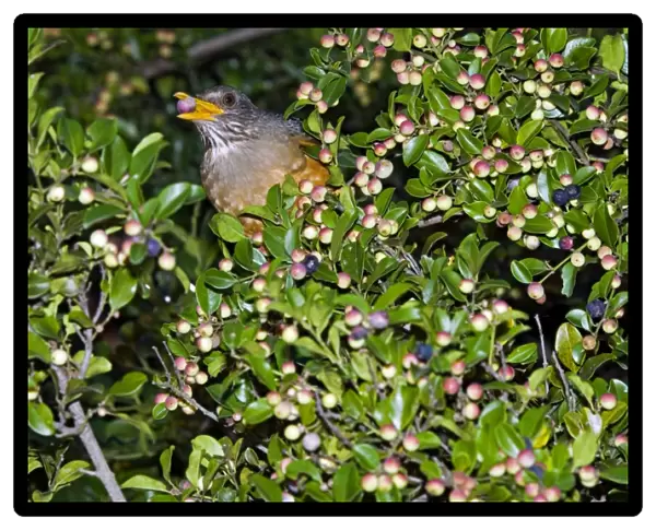 Olive Thrush - feeding on fruits of cat thorn bush (Scutia myrtina) - Grahamstown, Eastern Cape, South Africa