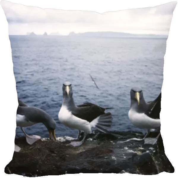 Chatham Island Shy Albatross /  Mollymawks AU 48 GR Courtship and site selection for nest - Chatham Islands, New Zealand Diomedea cauta eremita © G. Robertson  /  ARDEA LONDON