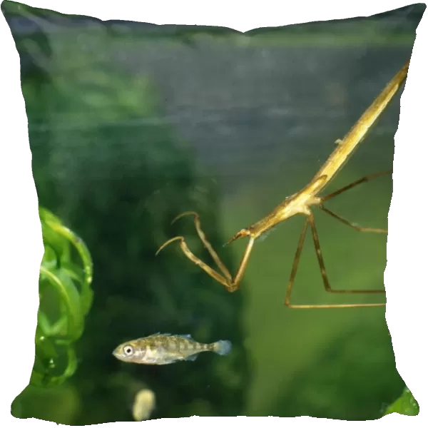 Water stick insect about to strike at stickleback
