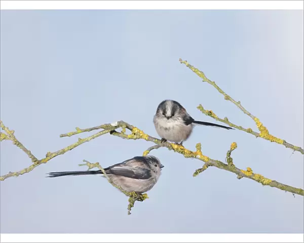 Long-tailed Tits - on branch - Bedfordshire - UK Manipulated Image: Digital composition 006699