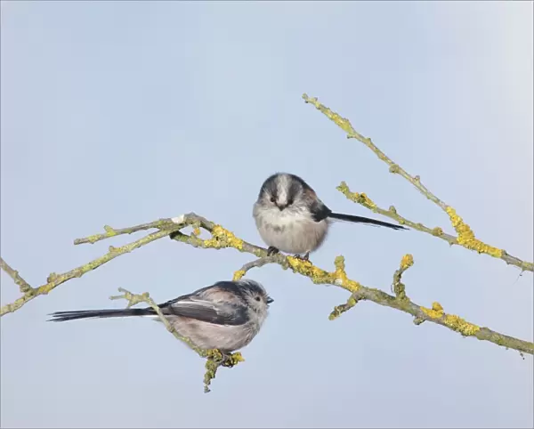 Long-tailed Tits - on branch - Bedfordshire - UK Manipulated Image: Digital composition 006699